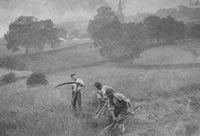 Scything Hay